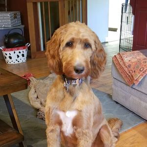 Meet your Posher, Erica